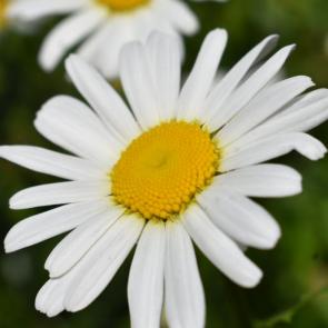 ����: �������� 