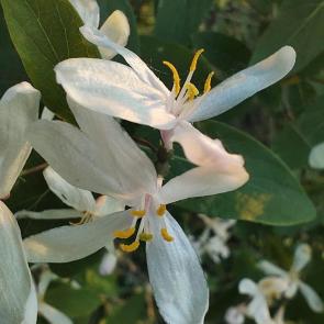 ����: 