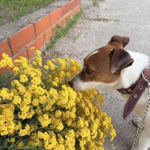 ����: 