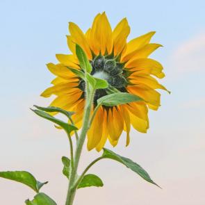 ����: ��������� �������� ���������