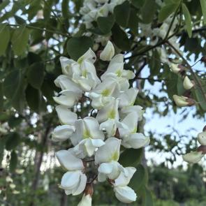 ����: 