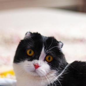 ����: 