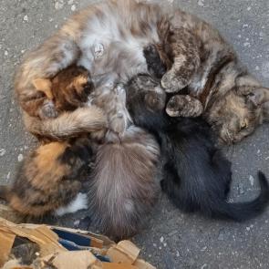 ����: ����������� �� �����
