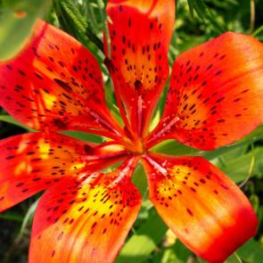 ����: �������� ����� 