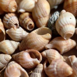����: 