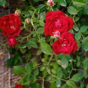 ���� ��������: Mini roses