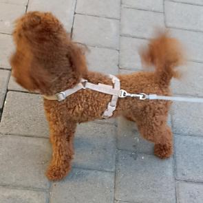 ����: ������