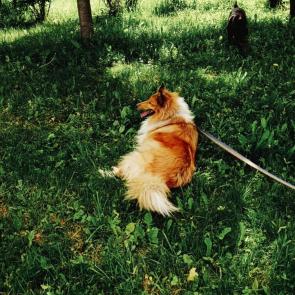 ���� ��������: Koko