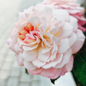 ����: ���� � ��������