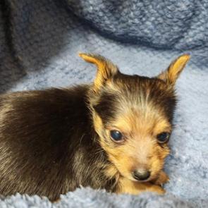 ���� ��������: 