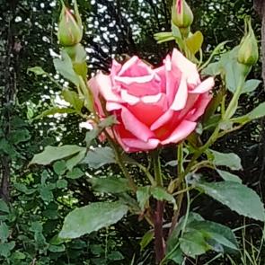 ����: �������