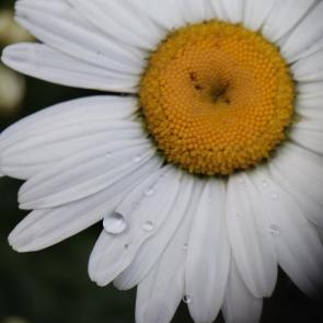 ���� ��������: 