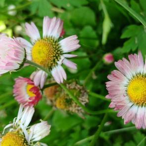 ���� ��������: 