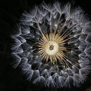 � �������� ������