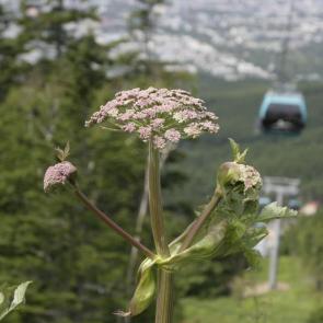 ����: ������ ��� �������