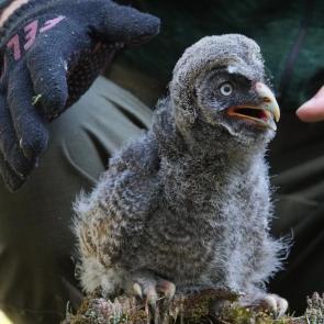 ������