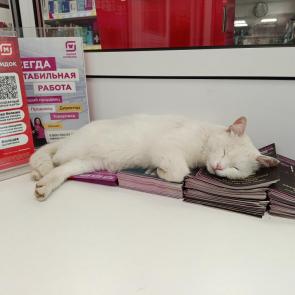 ����: ������ ������