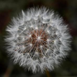 ����: ������� ������
