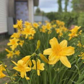 ����: ��������
