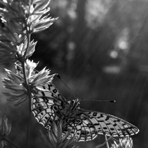 ���� ��������: 