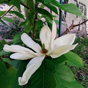 ����: 