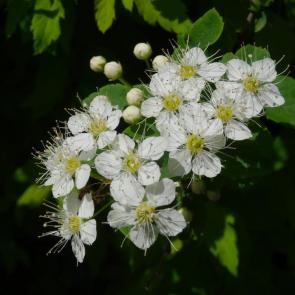 ����: ������