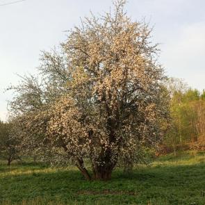 ����: ����������