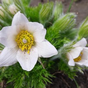 ����: ��������