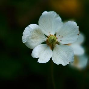 ����: 