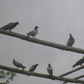 ����: ������