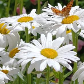 ����: ������������� �� �������