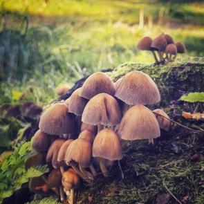���� ��������: 