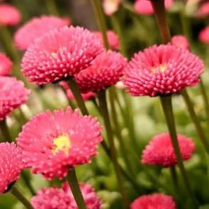 ���� ��������: 