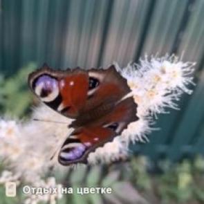 ����: 