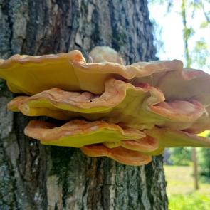 ���� ��������: 