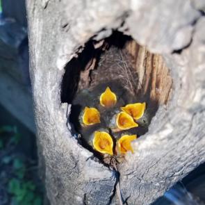 ����: ����, ����