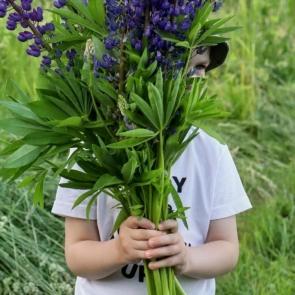 ����: Lupine season