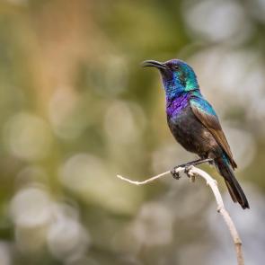 ����: ���������� ������������. (Cinnyris osea)