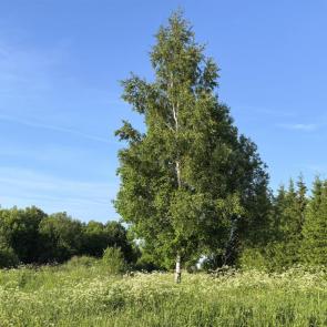 ����: ������ ������