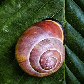 ���� ��������: 