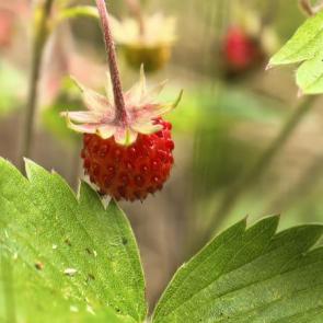 ���� ��������: 