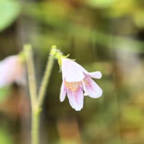 ���� ��������: Linnaea borealis