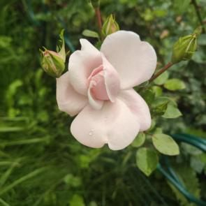 ����: ��������