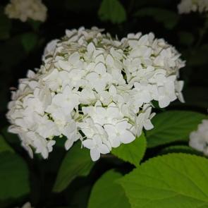 ����: ����� �����