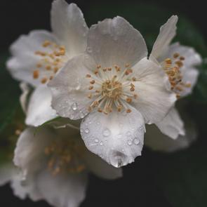 ����: 