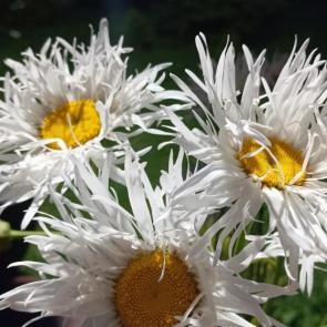 ���� ��������: 
