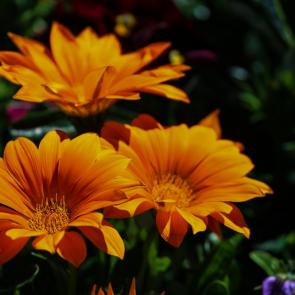 ���� ��������: 