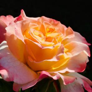 ���� ��������: 