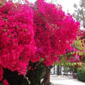 ���� ��������: 