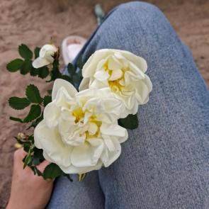 ����: ������� ����� �������� 